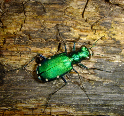 Tiger Beetle.PNG