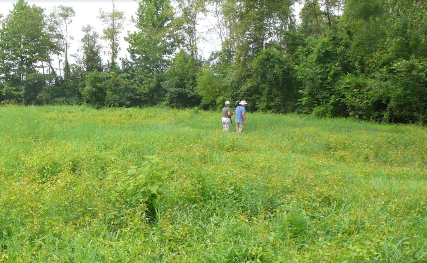 Lavers Bug Hunting.PNG