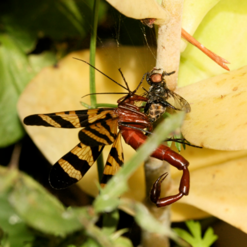 Scorpion Fly.PNG