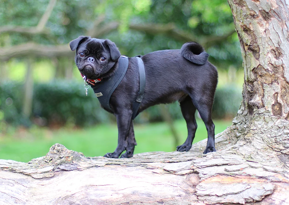 Albus Puggledore