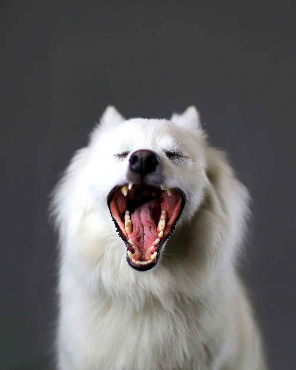Miyu - Miniature American Eskimo