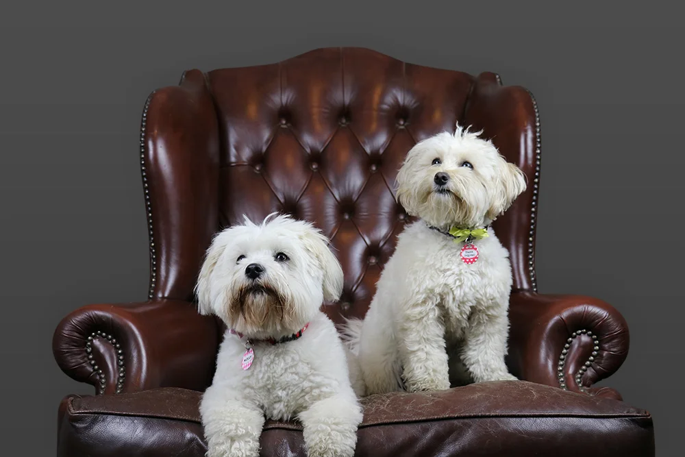 The Girls - Molly and Daisy