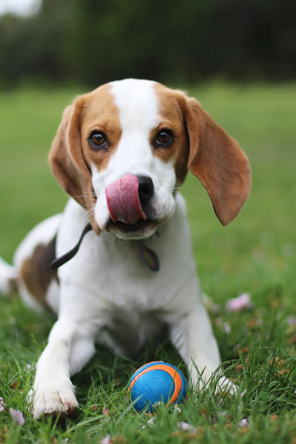 Roscoe - Beagle