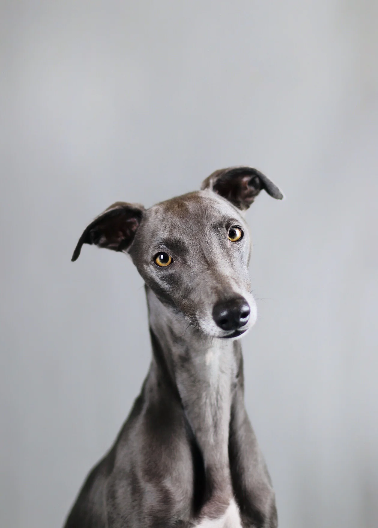 Luz - Whippet
