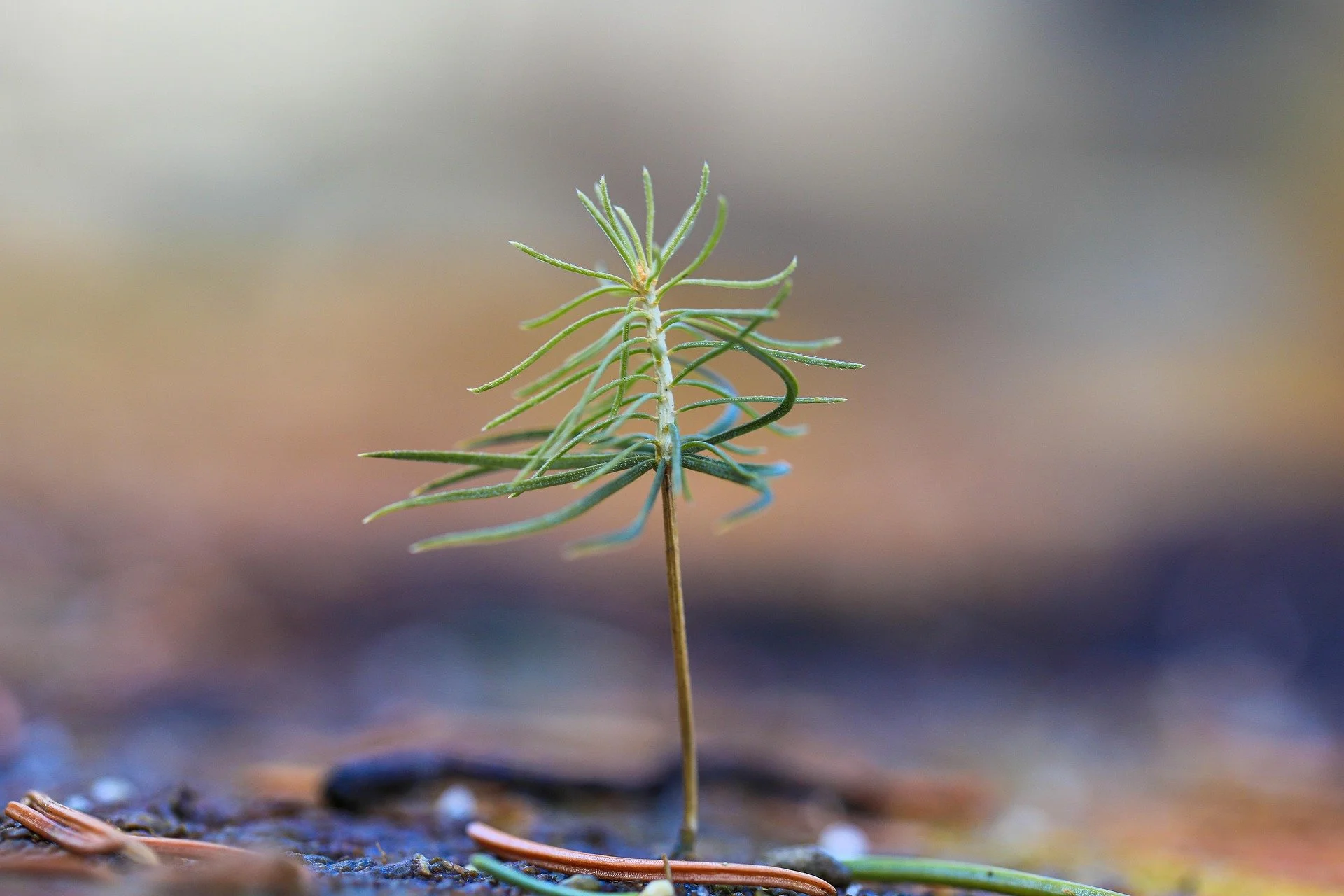 ilonaburschl-pine-7045335_1920.jpg
