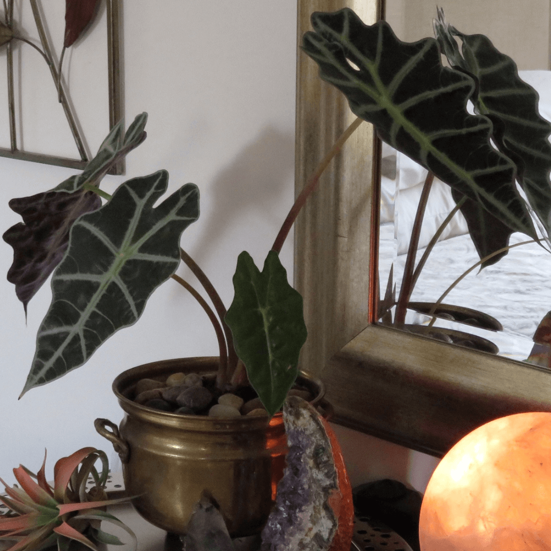 michael-helwig-interiors-8-ways-to-get-amazing-sleep-by-bringing-nature-into-your-bedroom-bring-in-some-plants.png