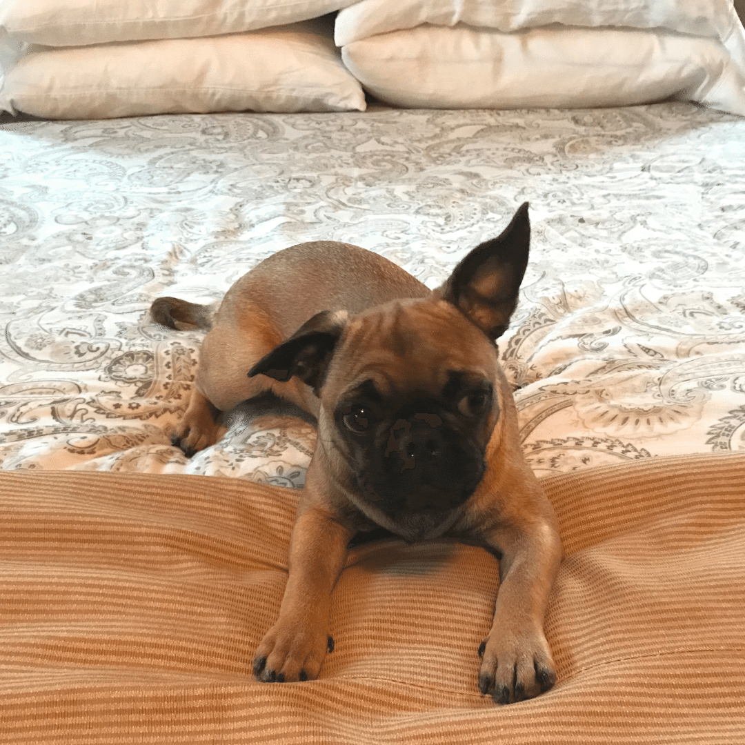 michael-helwig-interiors-5-essential-ways-to-make-your-home-puppy-friendly-invest-in-a-duvet-cover.png