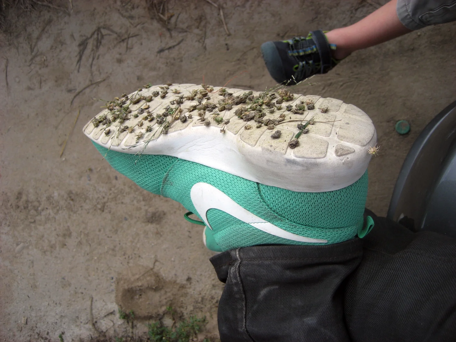 Goatheads!