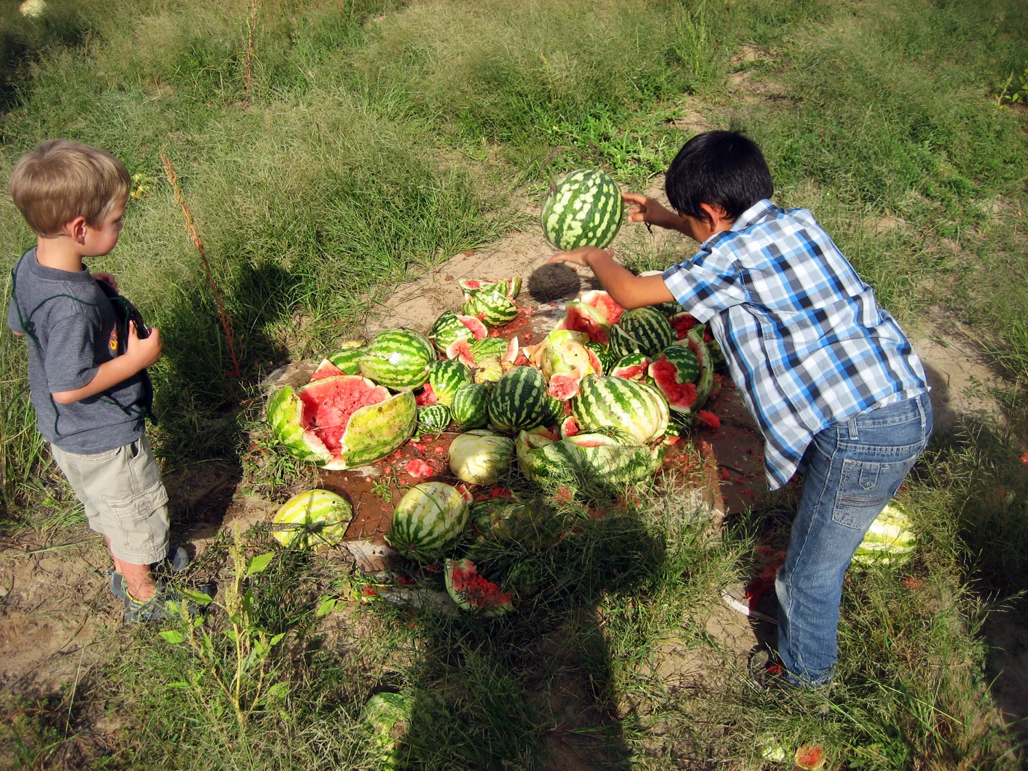 Smashing over-ripe watermelons left in the fields after harvest.