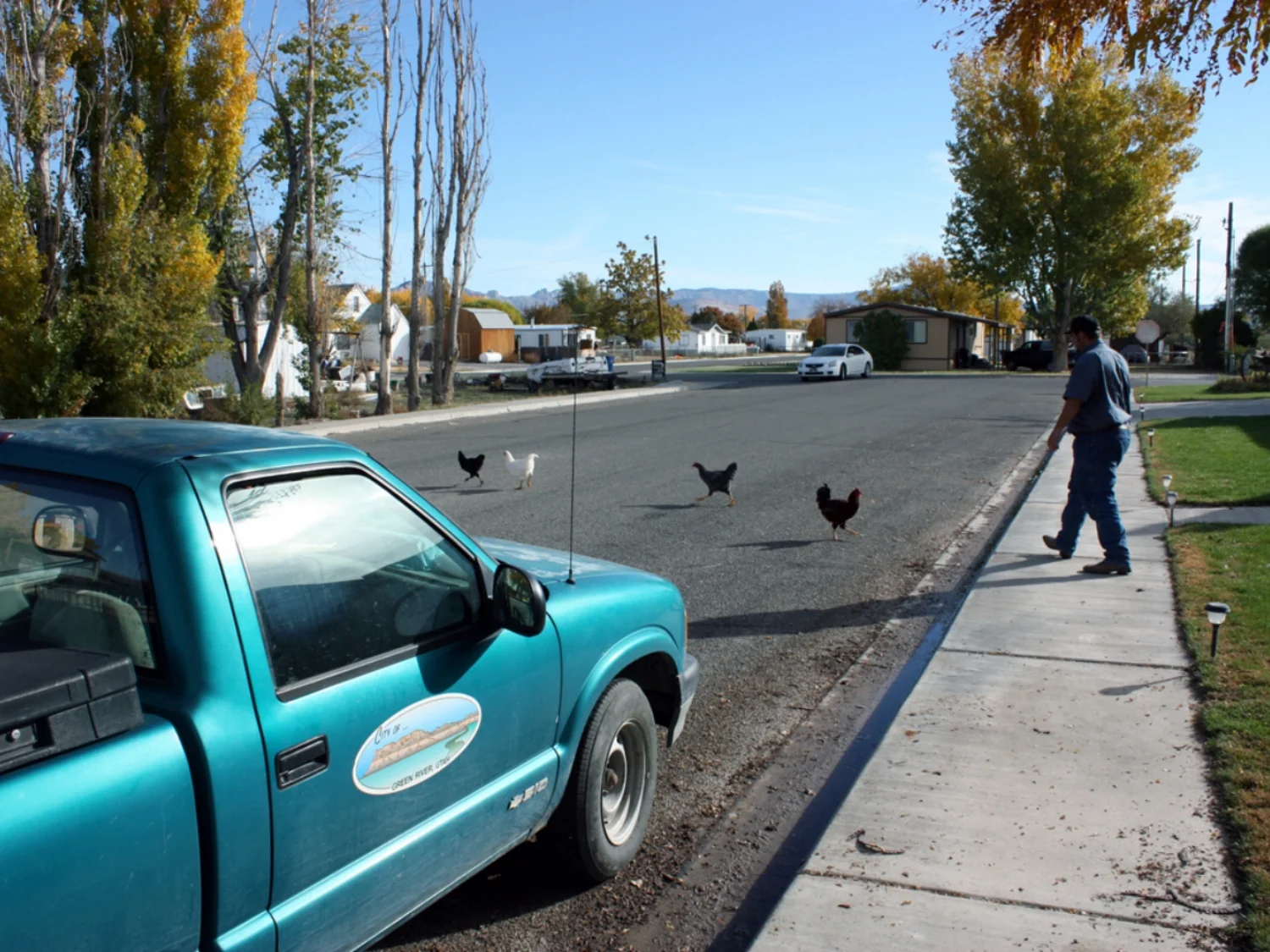 City Code Enforcement Manager C.J. Vetere herds chickens off a neighbor’s lawn