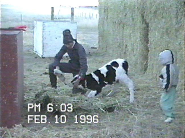 A small child oversees the milking of a calf on the Dunham ranch.