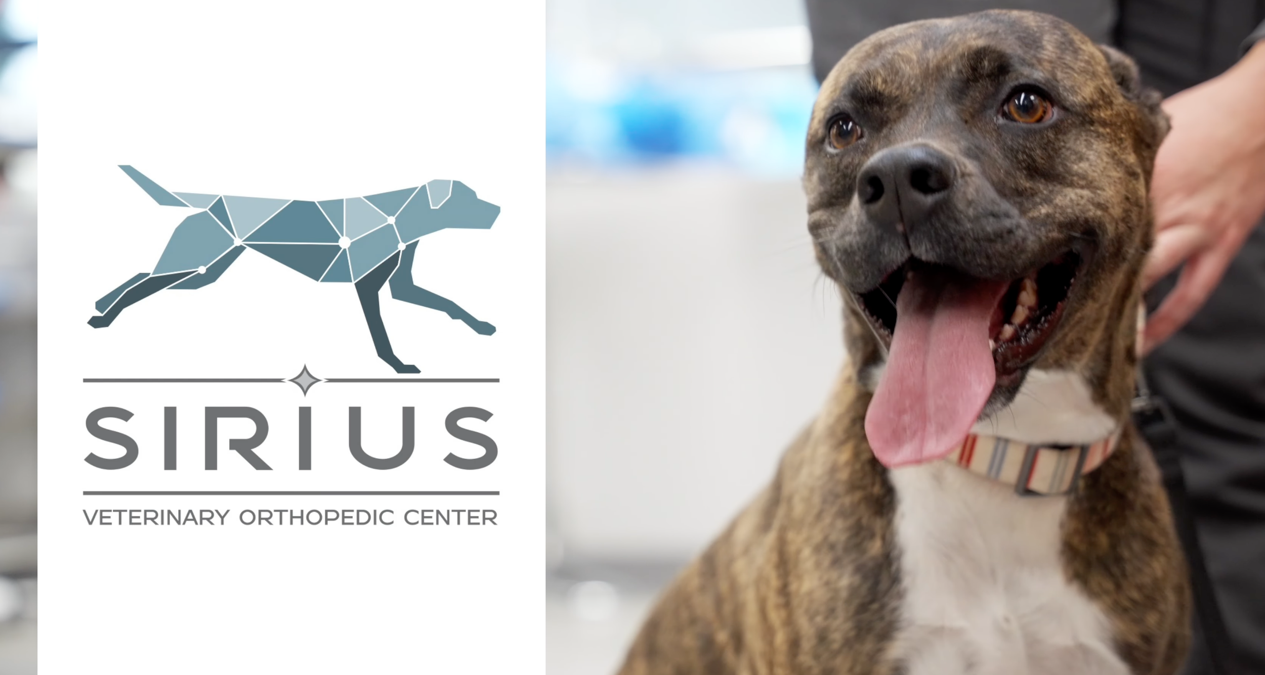 This is Sirius Veterinary Orthopedic Center