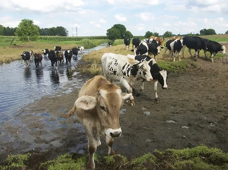 cows crooked creek.jpg