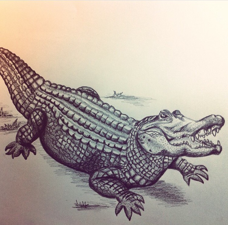 Gator