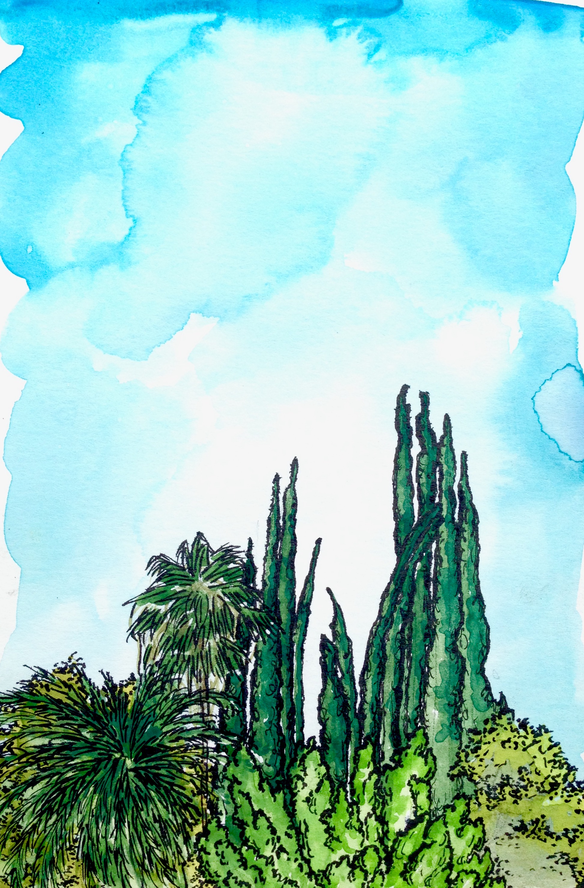 NA - Palm.jpg