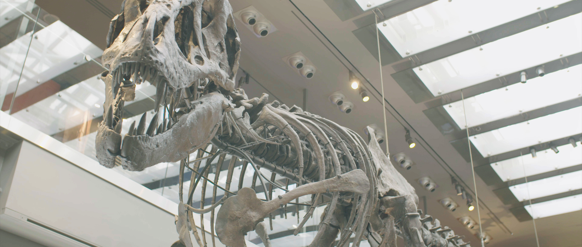 DinoDocPhoto6.png