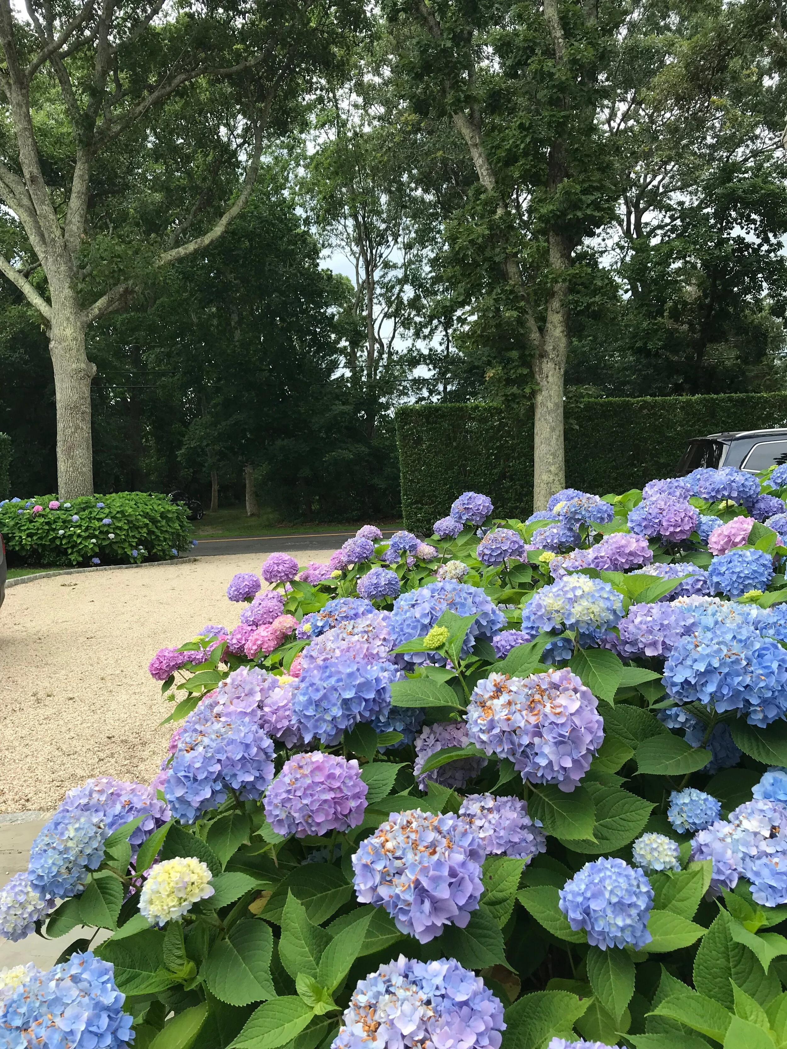  Coordination of Plantings at Revised Driveway 