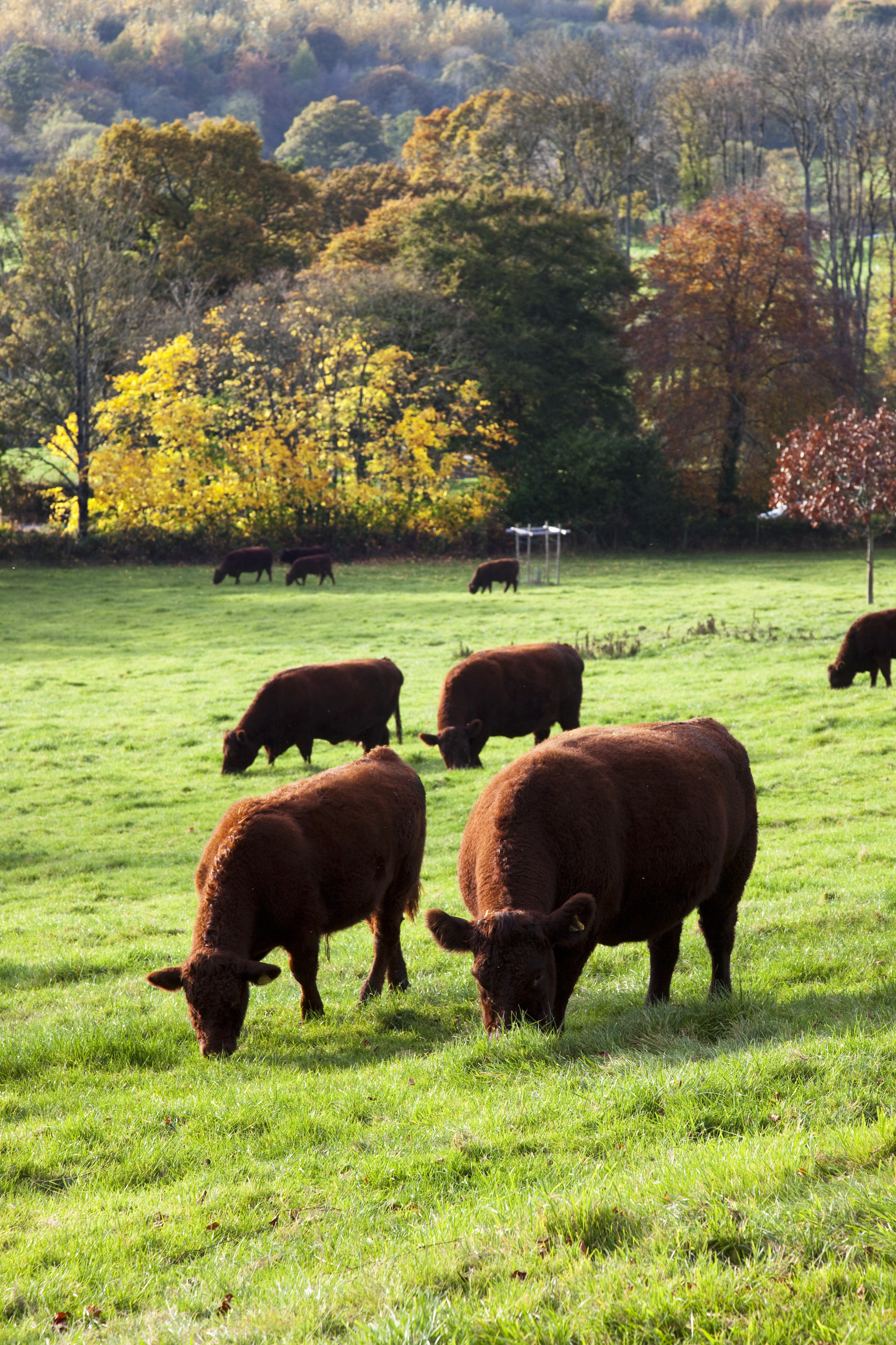 The lush green fields of North Devon are packed with yummy grass