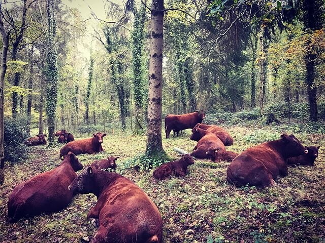 With winter creeping up on us extremely fast ! We&rsquo;ve let our Autumn group , make the most of any tasty green treats that are about in the wood ! They love it in there ! The natural shelter and all the different forage ! 🍃👍 .
.
.
.
.
 #eeeeeat