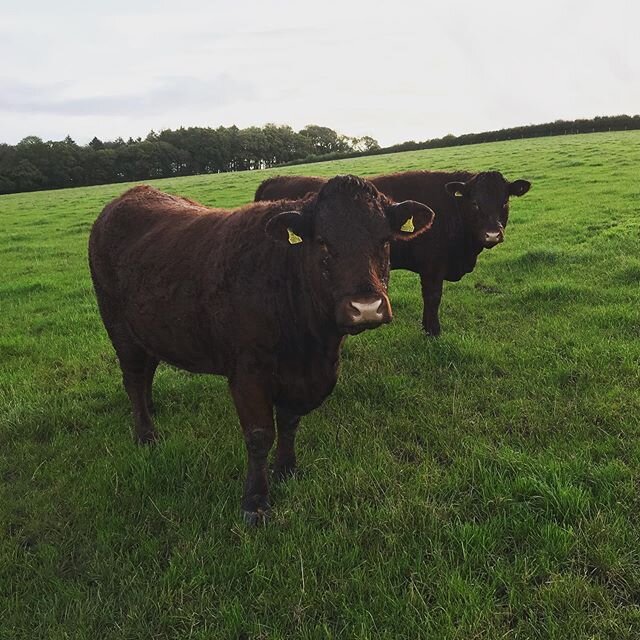 Hello everyone , some GREAT news ! Our lovely heifers have come home apparently none the worse for wear. Very many thanks to all  of you kind people who expressed commiserations at our loss and those who were able to share leads we could pass on to t