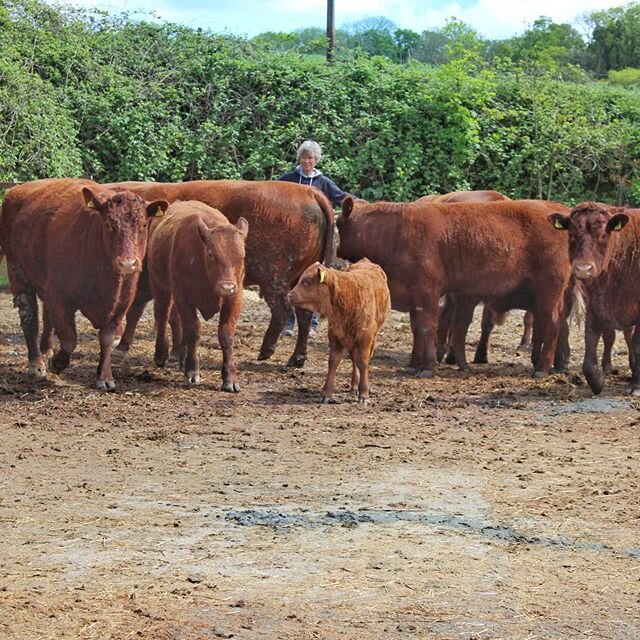 The journey begins! .
A team from our very own Colleton herd of Red Ruby Devons are now on their way to start a new herd near Coombe Martin! 🥰
. 
Good luck Olly, Jamie and all the family. We wish you all the best for your new herd! . 
Swipe right to