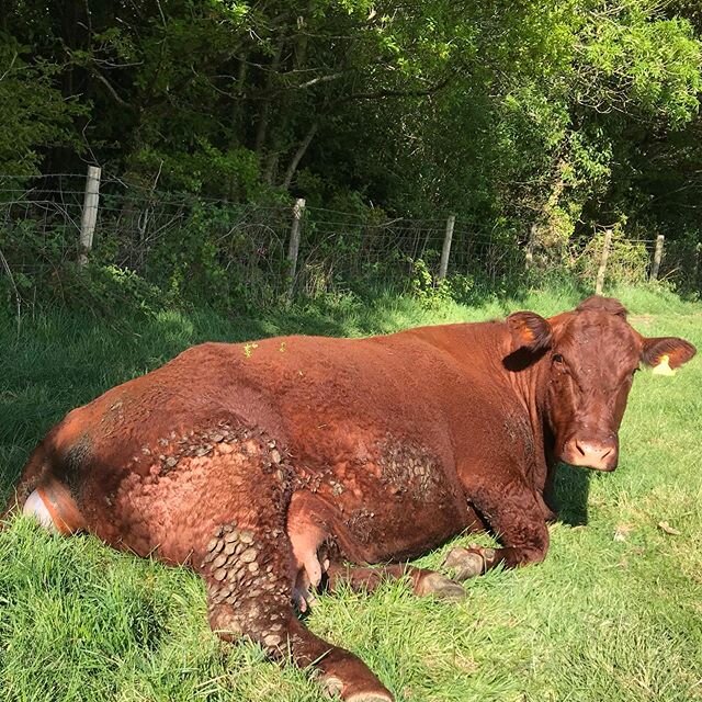 A new calf arriving 🐂😊 #countryside #cow #girlsthatfarm #calving #devon #farming #cattle #beefcattle #greenfield #cattlefarming #springtime #ukfarming