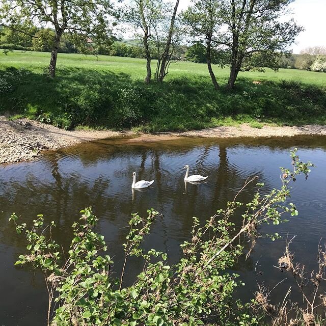 Swans on the river again. We are hoping they will stay and nest.  #girlsthatfarm #exetercommunitiestogether #wildlifeconservation #devonfarming #girlsthatfarm #redrubydevons