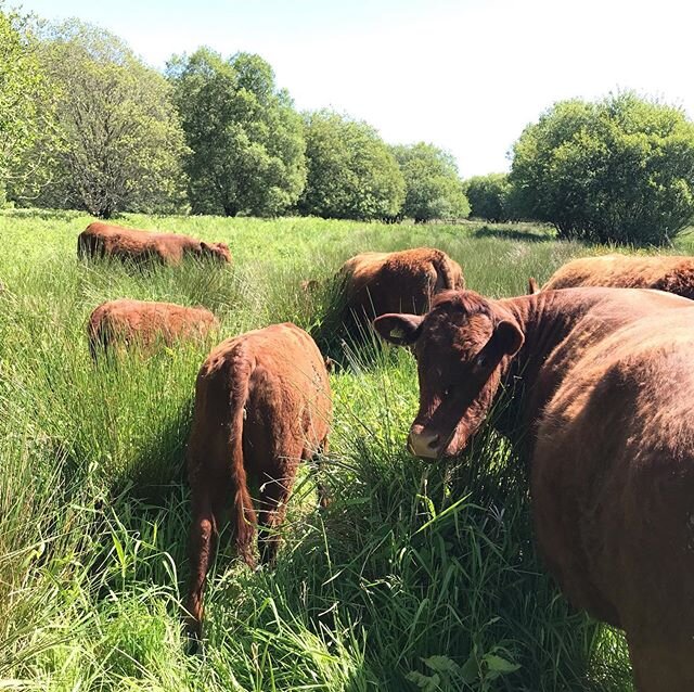 Like everyone else we&rsquo;re pretty short of grass at the moment but after a hard winter out in all that rain and mud this lucky group of autumn calvers are enjoying our culm grassland  #exetercommunitiestogether #girlsthatfarm #devonlife #beefcatt