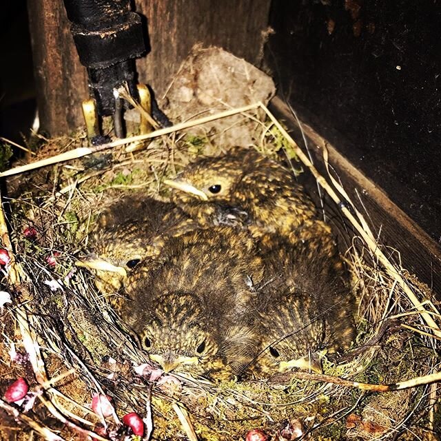 The wrens are bursting out of their nest
.
.
.
.
#exetercommunitiestogether #devon #beef #farming #countryside #countrylife #devonlife #beef #wildlife #wildlifephotography
