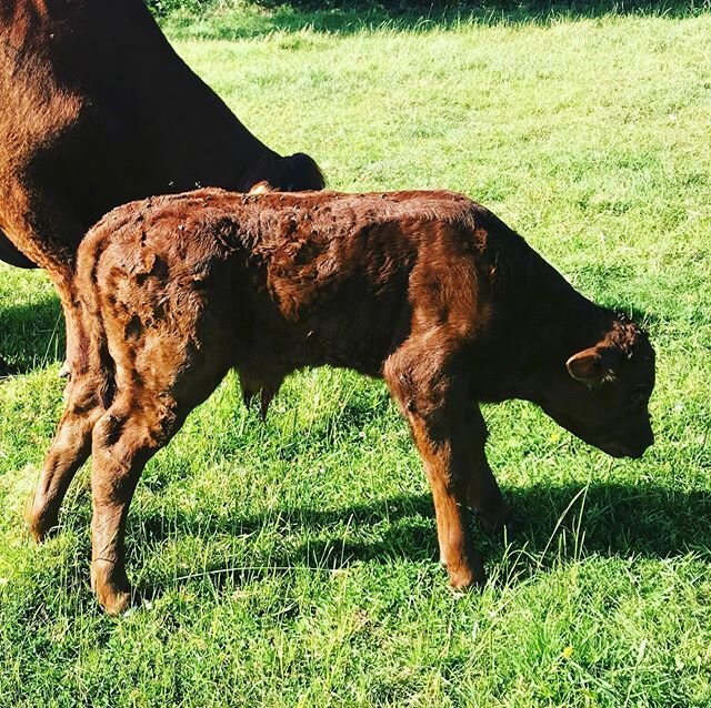 We&rsquo;ve been waiting for this little chap for a while. He&rsquo;s about ten days behind our last calf. He popped out easily and was up and sucking in no time .
.
.
#countrysideandfarmlife  #redruby #farminglife #cattle #beef