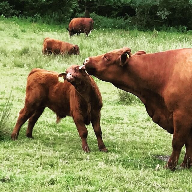 Leave me alone mum!

#farminglife #countryliving #country #cattle #beefcattle