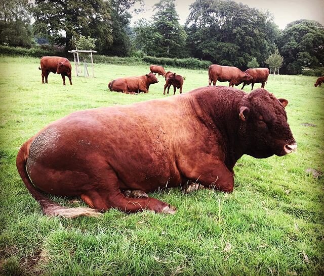 Being a bull is such hard work!
.
.
.
#cattle #countryliving #countrylife #redruby #devonlife #grass