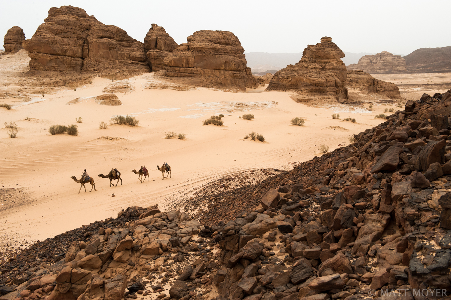  A bedouin's leads his camels through the landscape of the Sinai near St. Catherine. 