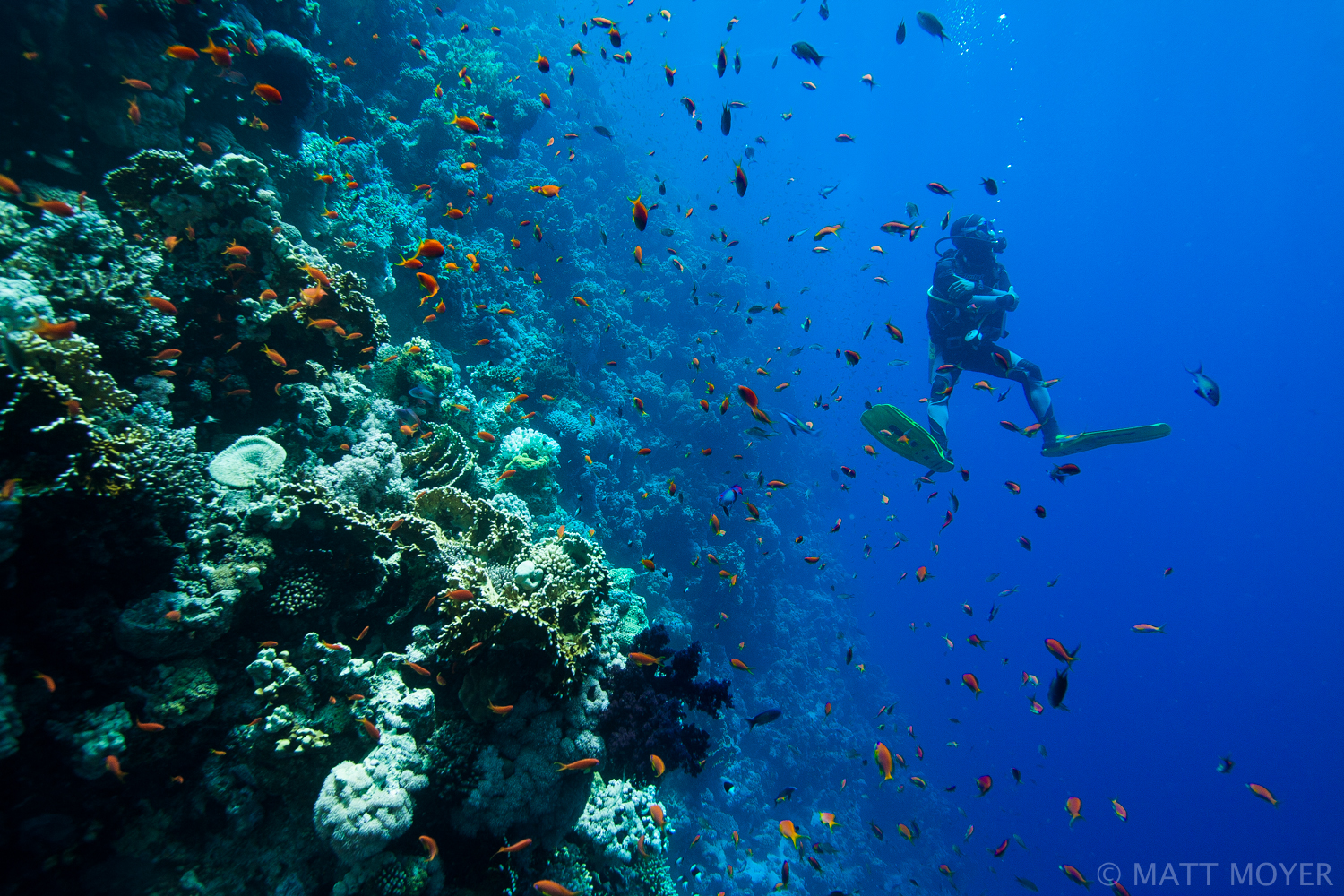  A scuba diver drifts along Jackson Reef near Sharm El Sheikh, Egypt. 