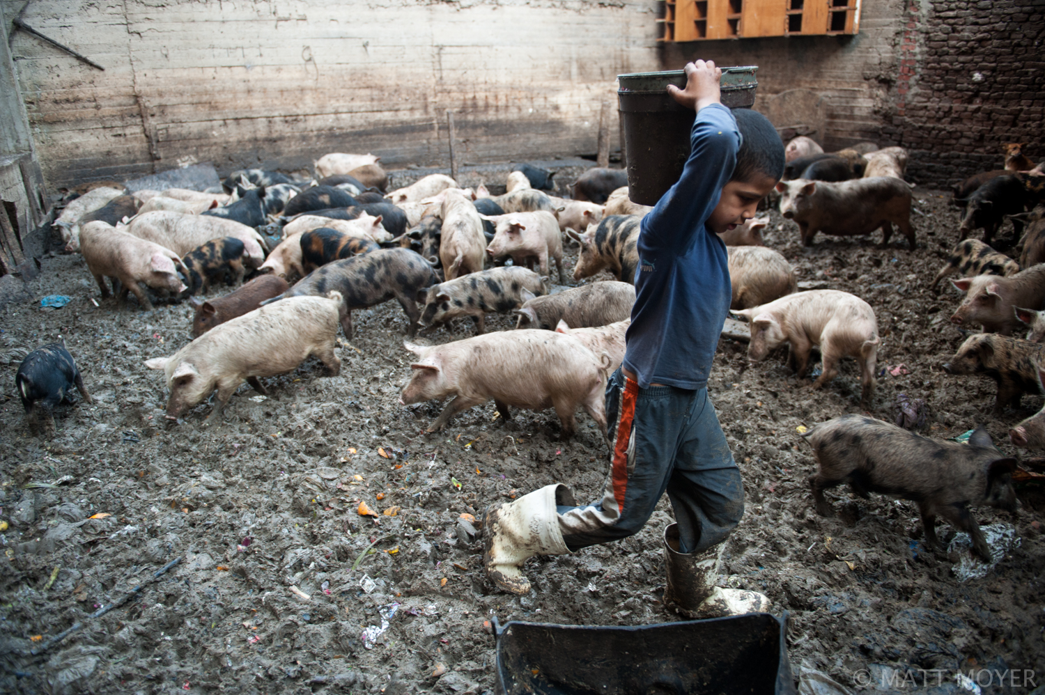  A young Muslim boy, who works for Christians, feeds pigs in a Christian area of Cairo, Egypt. May Coptic Christians survive by collecting and sorting trash in Cairo. 
