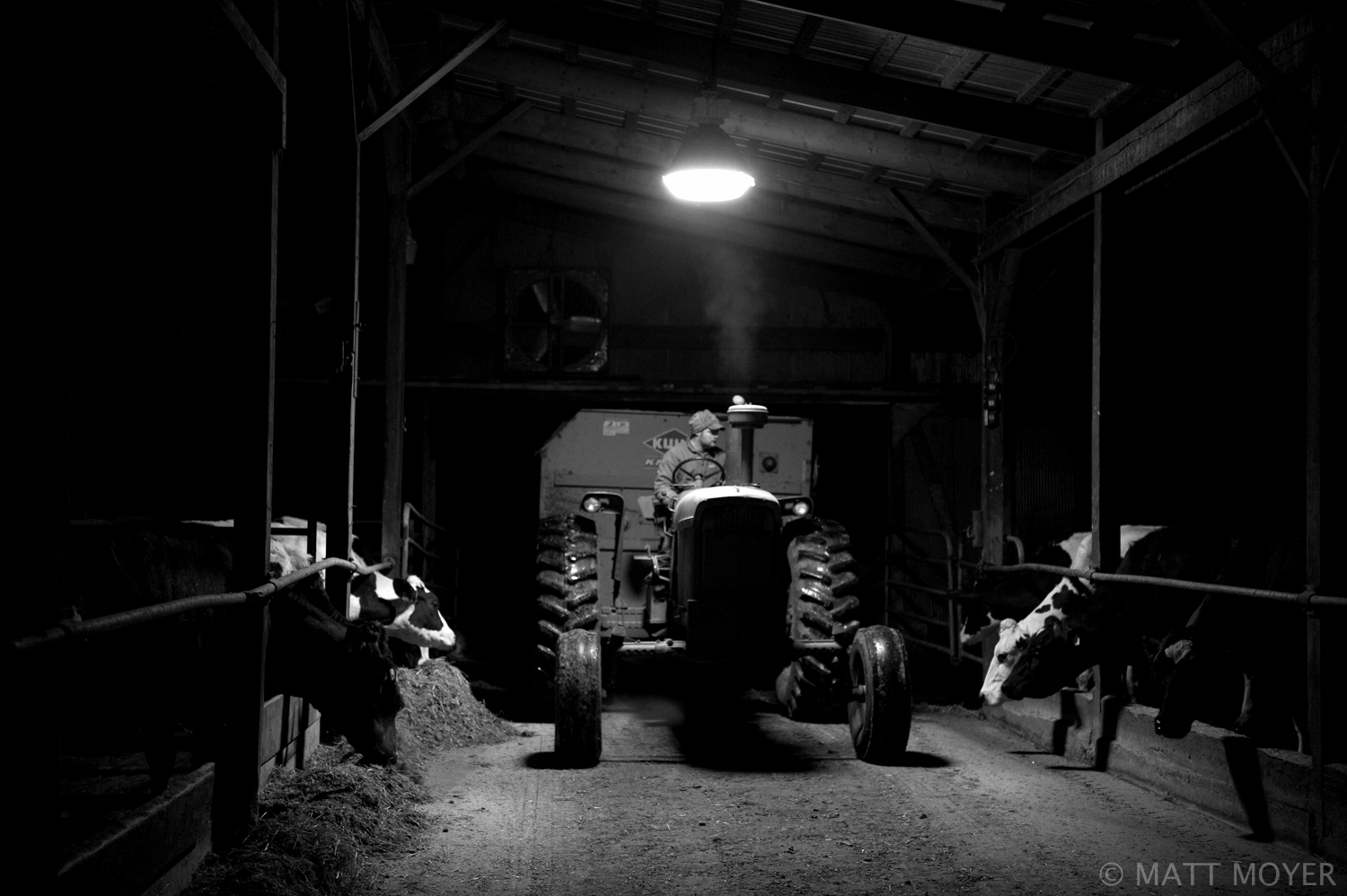  Ed Tidd feeds the cows at the Tidd farm in Auburn, NY.  