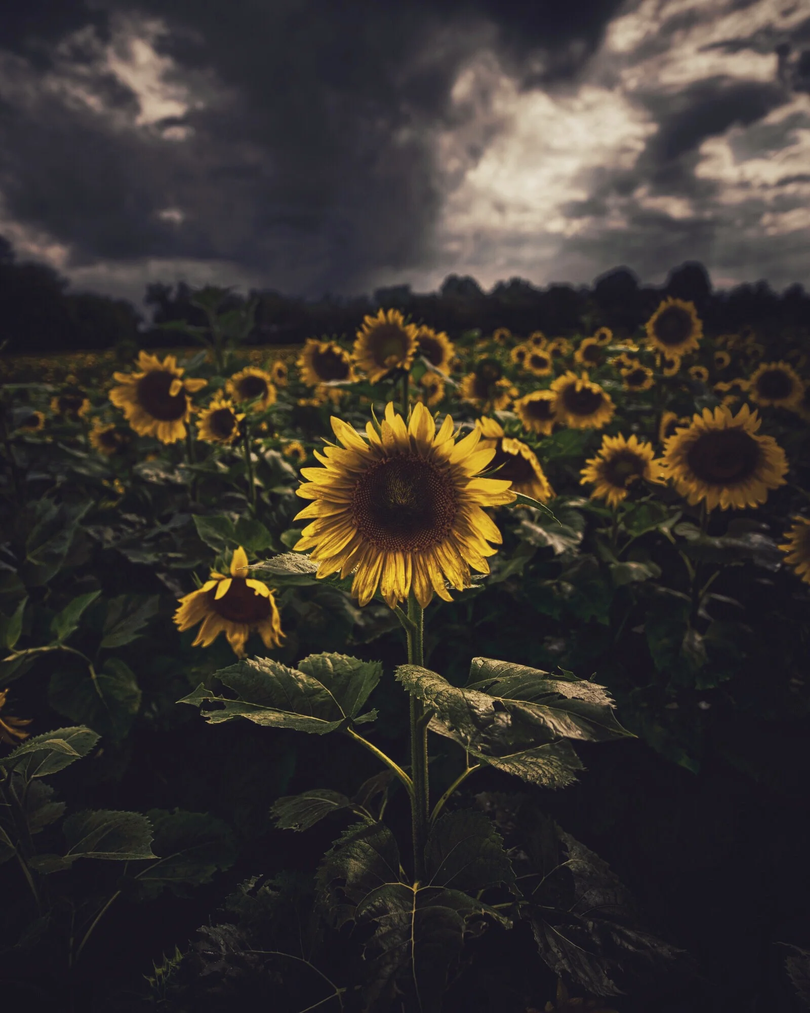 Sunflower 