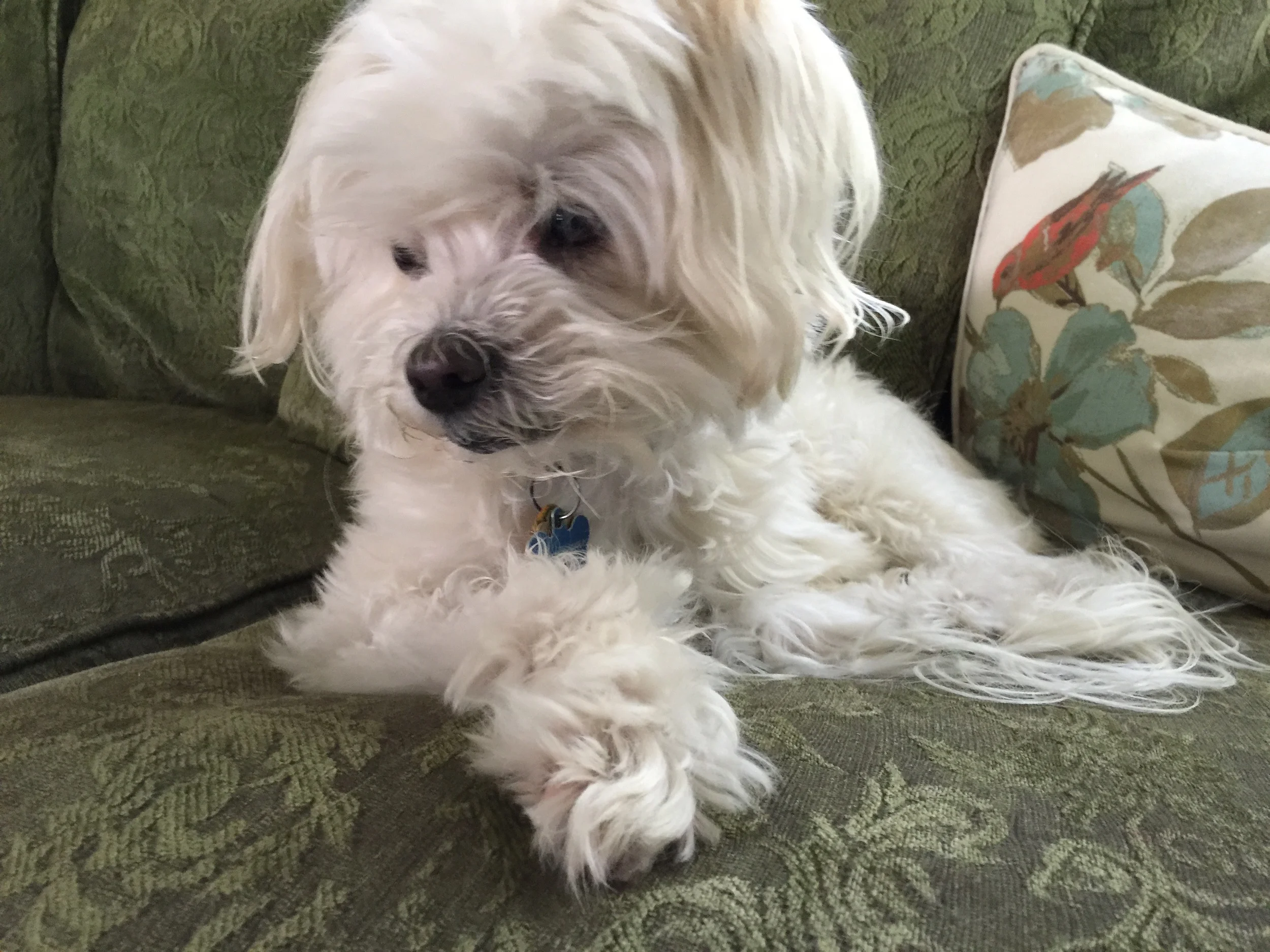This is a picture of my dog.