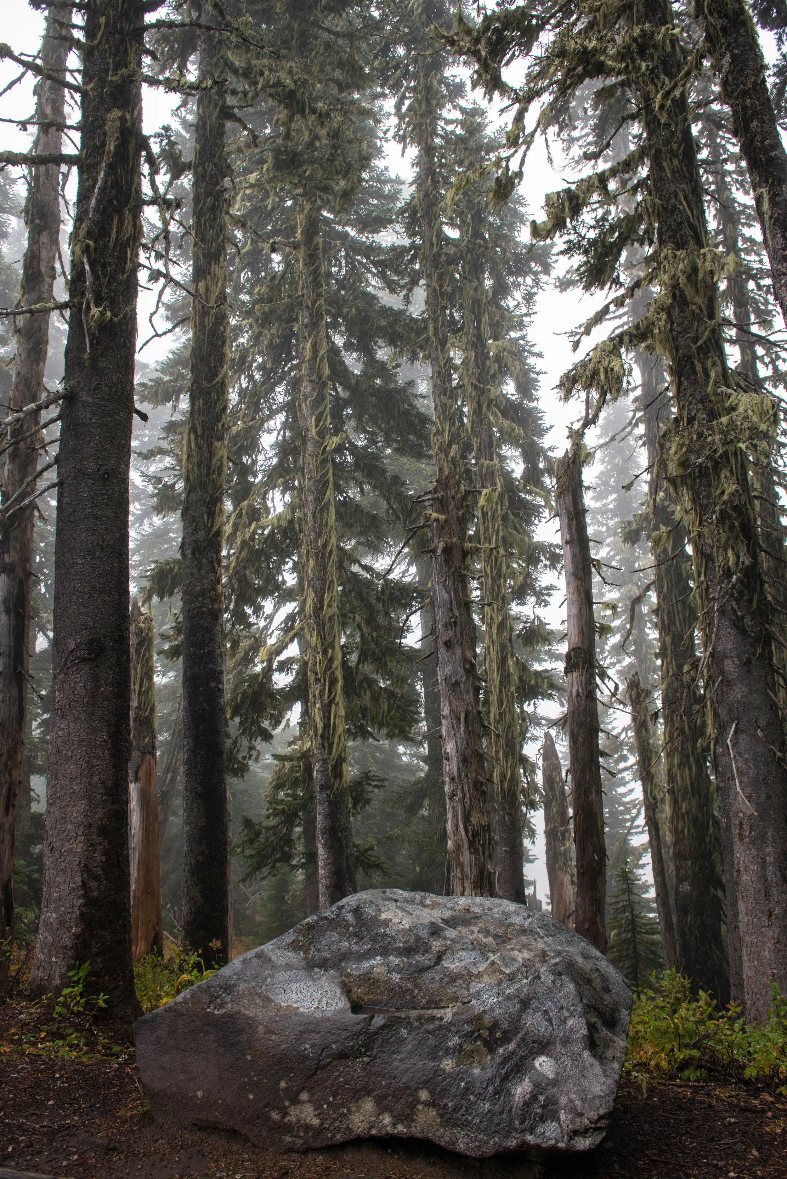 olympic forest.JPG