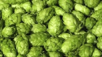 mj-618_348_20-things-you-didnt-know-about-hops+copy.jpg