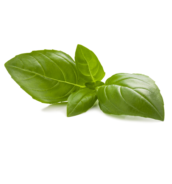 BASIL.png