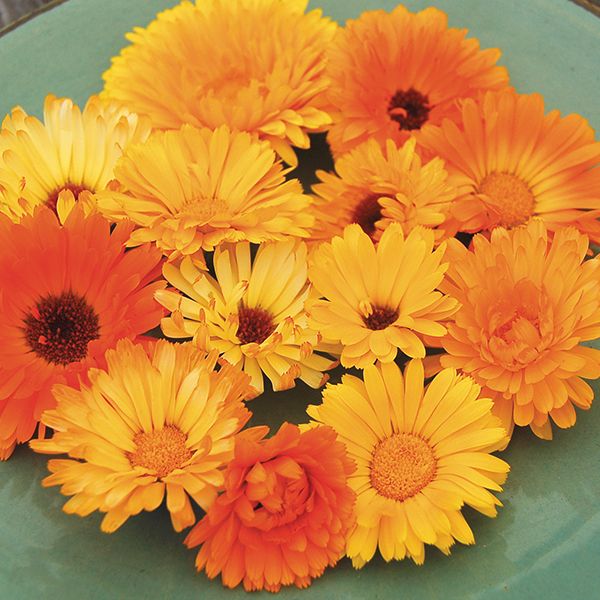 Pacific Beauty Calendula Blend