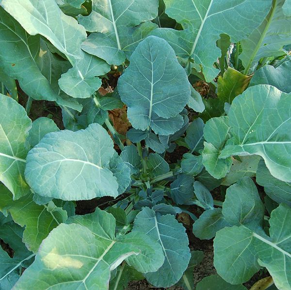 Georgia Collards