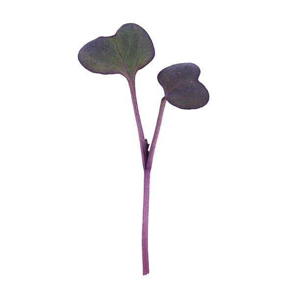 Purple Sango Radish Microgreens