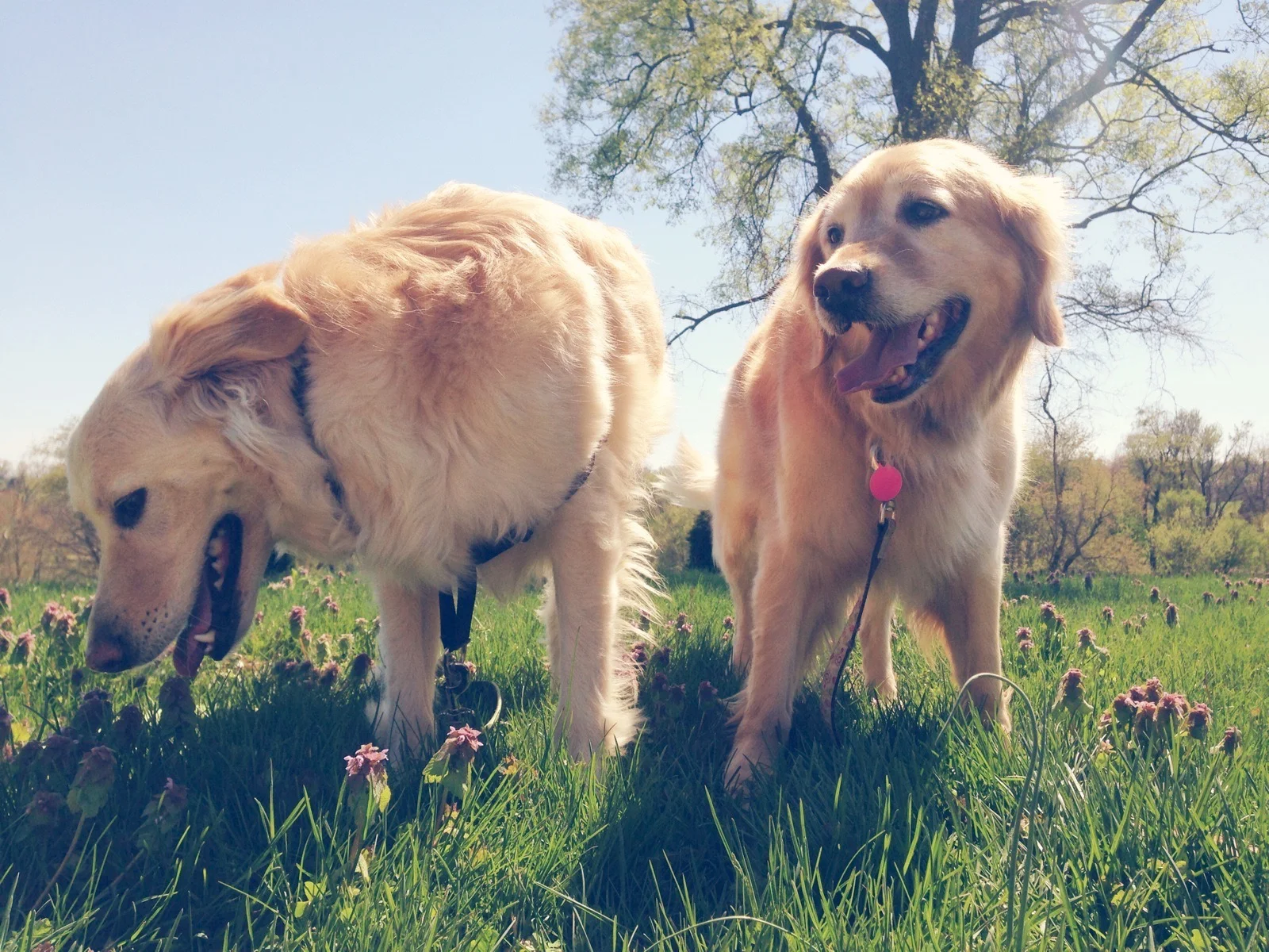 riley and ko laura hannah schiller brewer sisters louisville kentucky