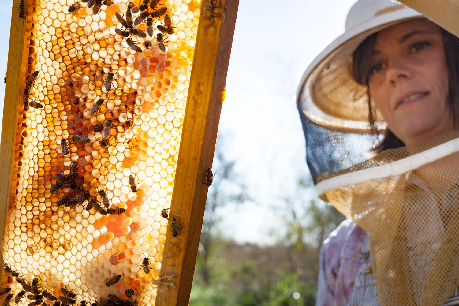 Bee_Keeper 0001.jpg