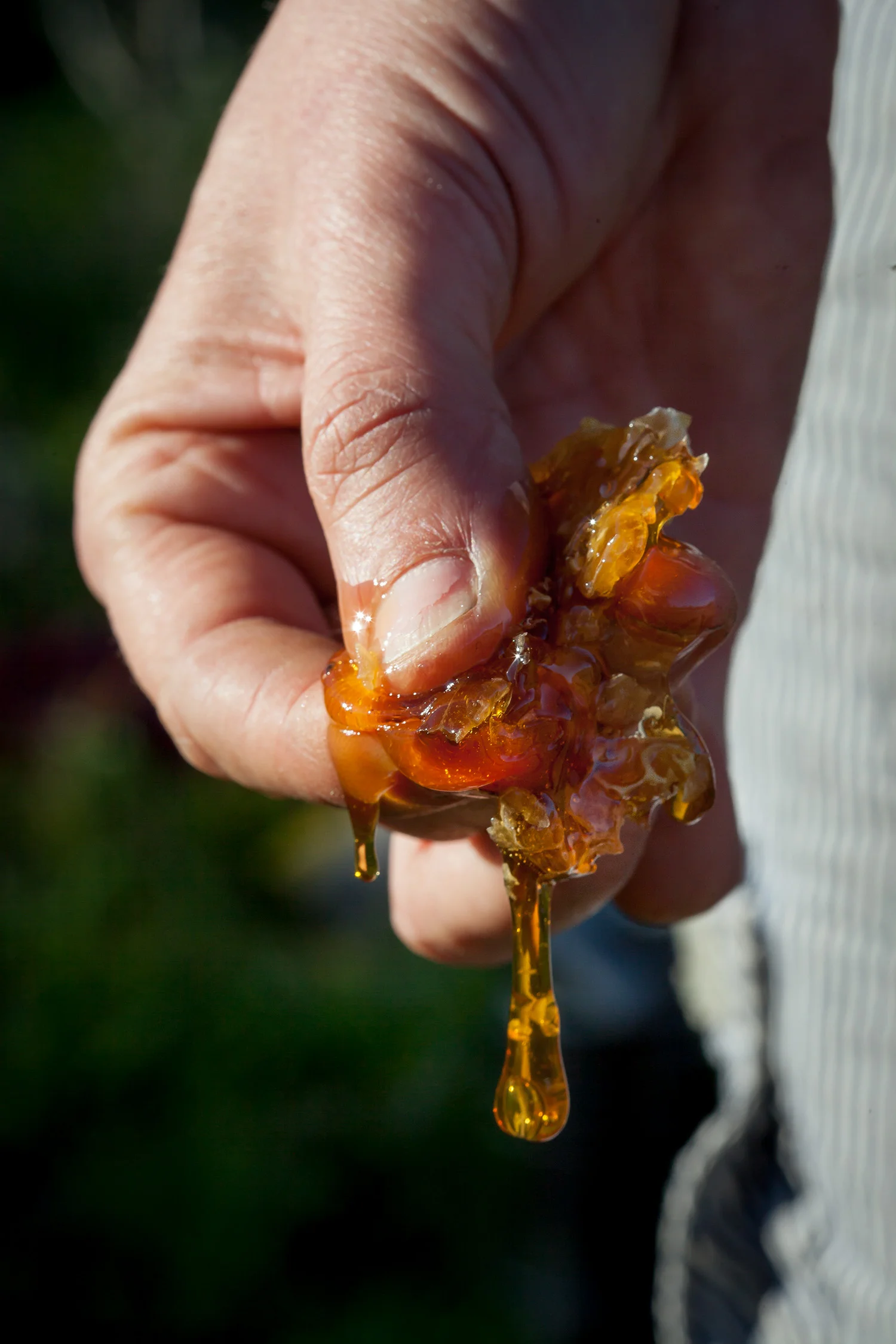 Bee_Keeper 0008.jpg