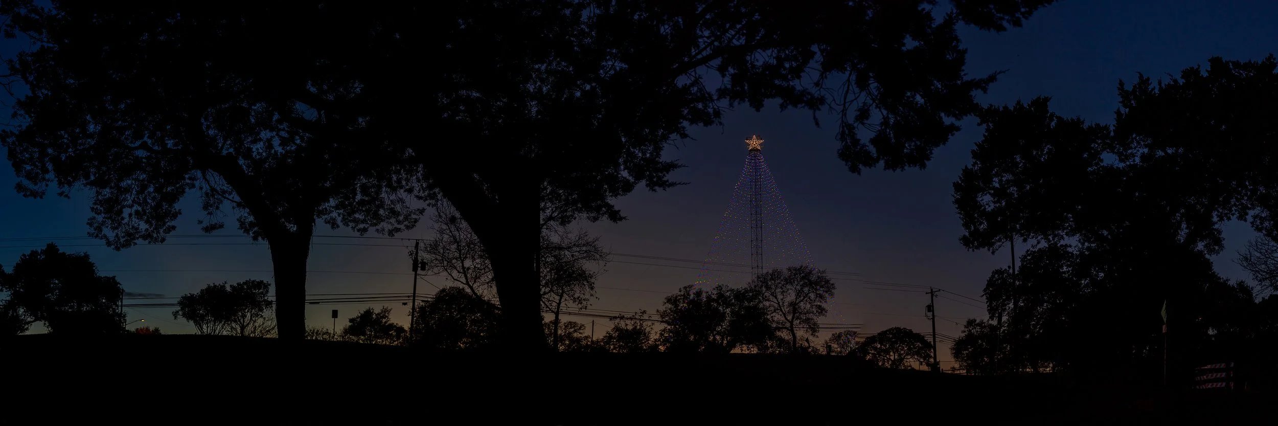 Zilker great tree - Austin -.jpg