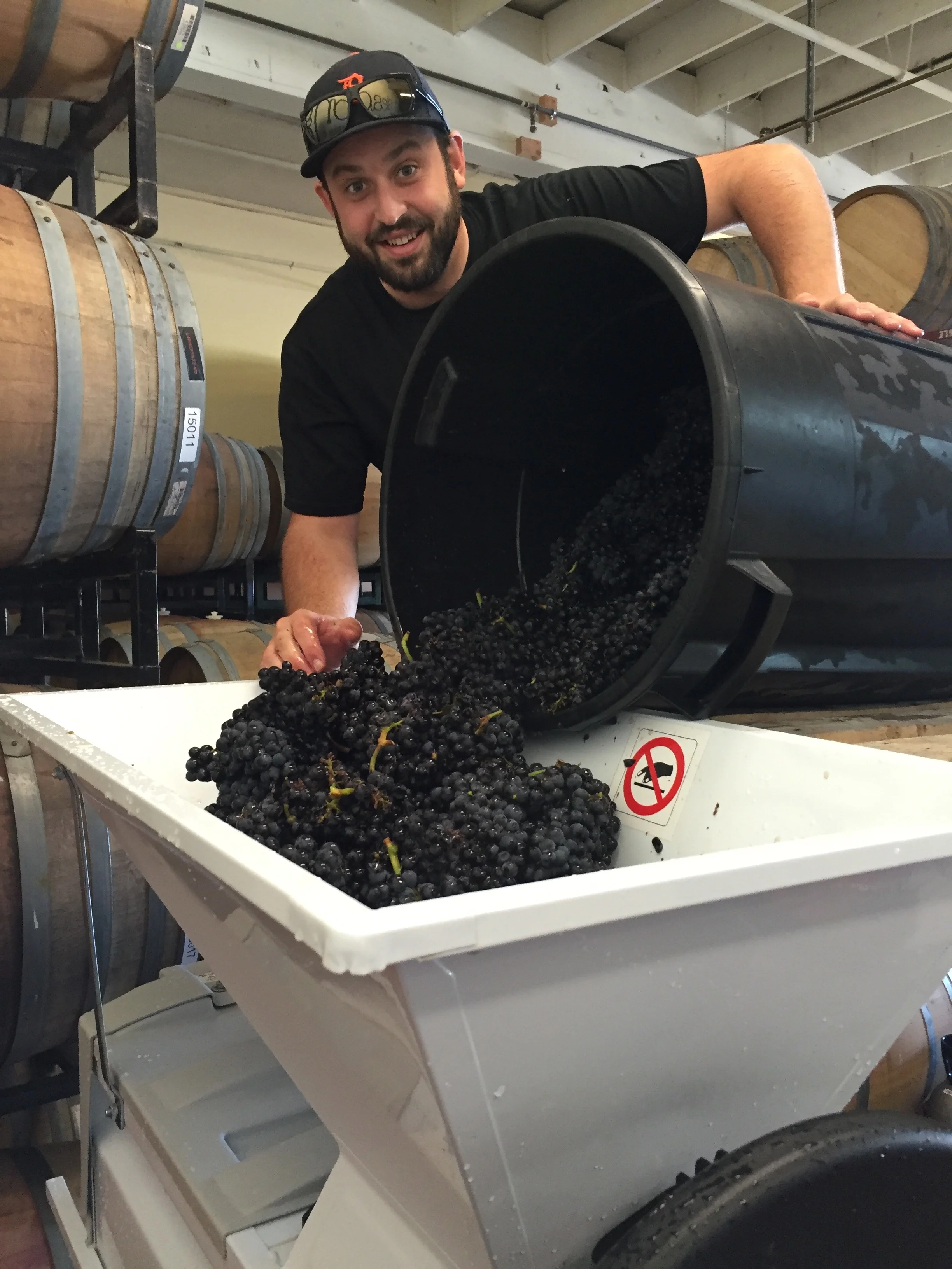 De-stemming the fruit into the open top fermenter