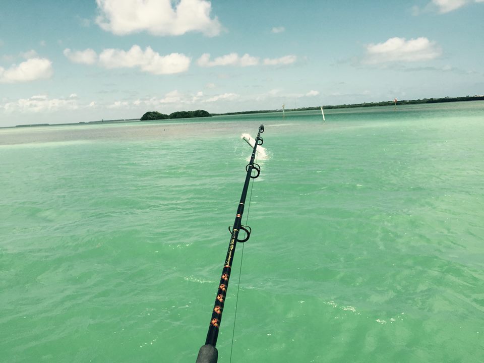 tarpon jump john johansen.jpg